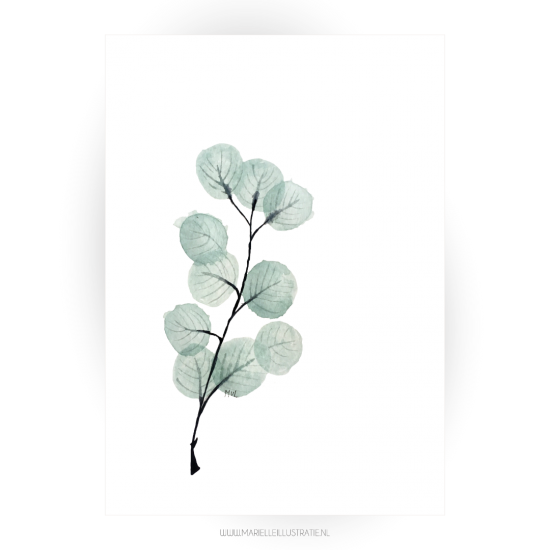 Mi070 eucalyptus l webshop voorzijde 105x148 01