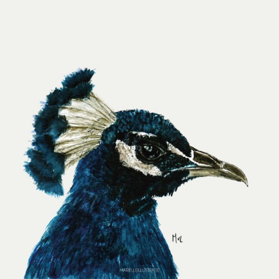 Mi288 pauw   marielleillustratie 05