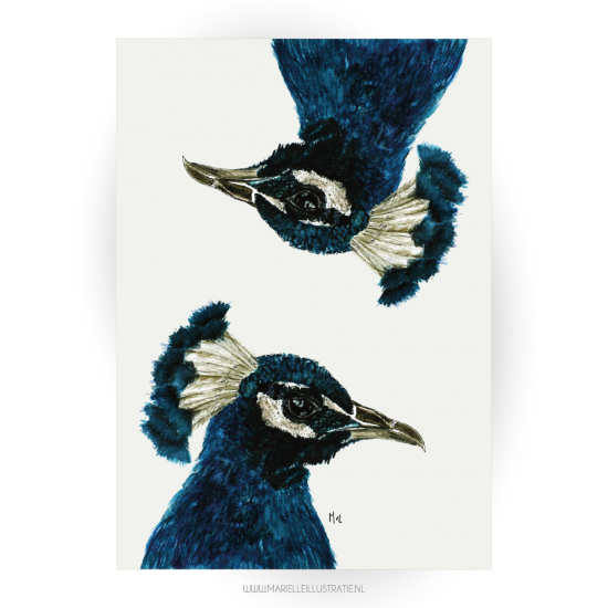 Mi288 pauw   marielleillustratie png 03