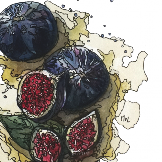 Mi327 vijgen   marielleillustratie 06